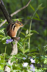 chipmunk