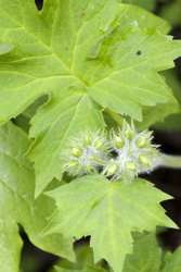 leaf cluster