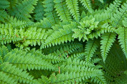 ferns