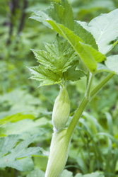 cow parsnip