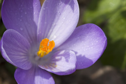 crocus