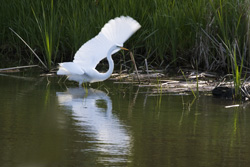 egret