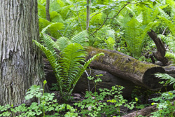 ferns