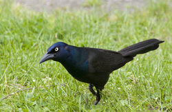 grackle