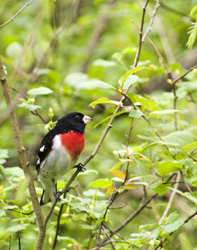 grosbeak