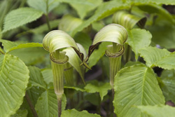 jack in the pulpit