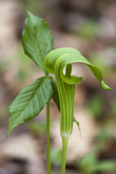 jack in the pulpit