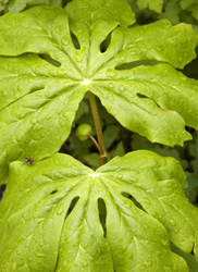 mayapple