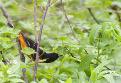 oriole