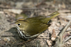 ovenbird