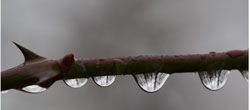 raindrops