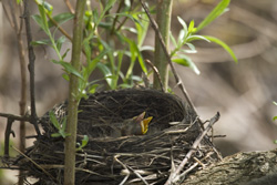 robin babies