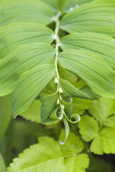 solomon seal