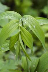 solomon seal