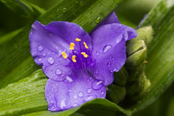 spiderwort