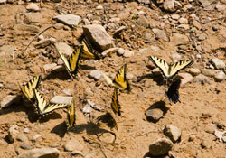 swallowtails