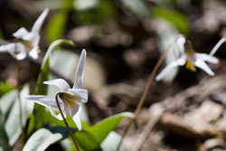 trout lilly