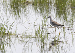 yellowlegs