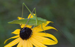 Katydid