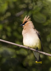 Cedar waxwing