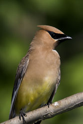 Cedar waxwing